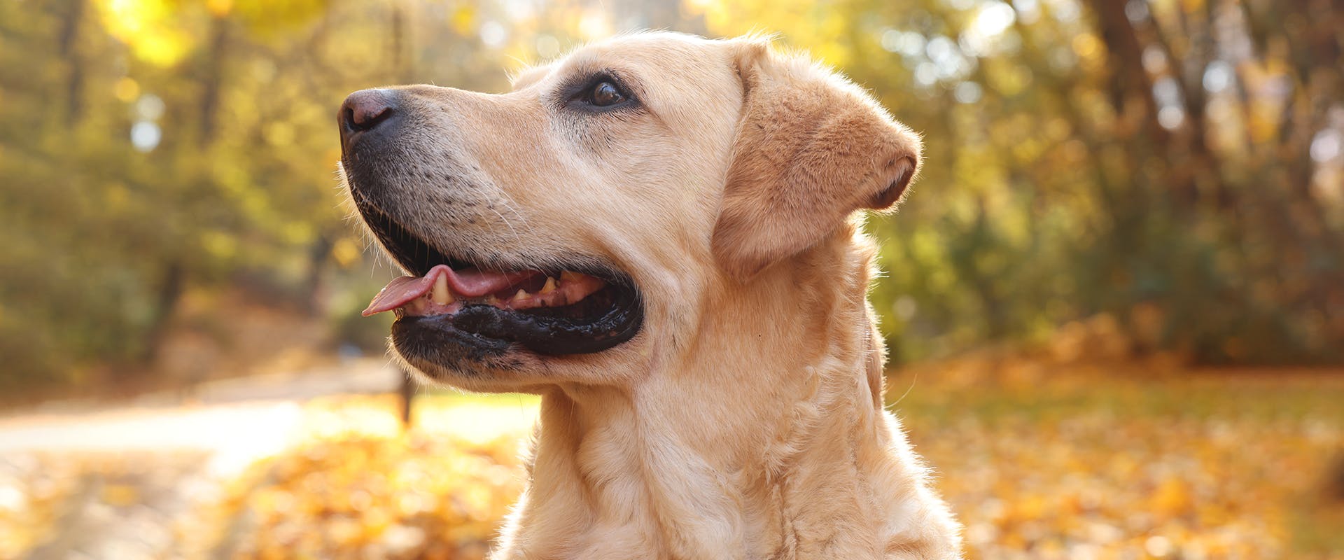 150 Cute Labrador Retriever Names TrustedHousesitters